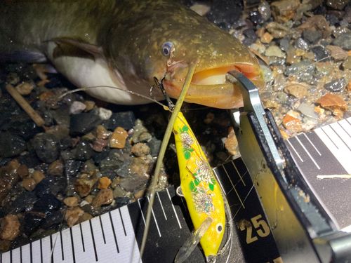 ニホンナマズの釣果