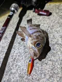 メバルの釣果