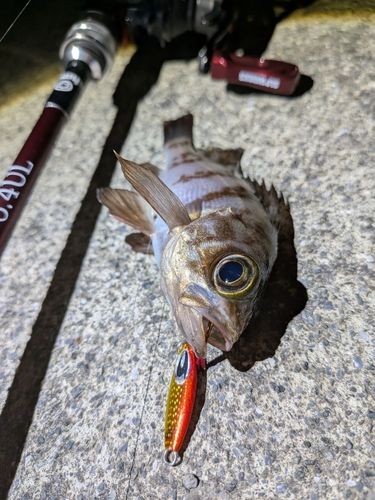 大船渡湾