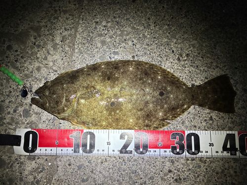 ヒラメの釣果