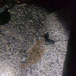 ヒラメ