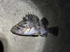 クロソイの釣果