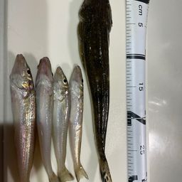 タイワンガザミ