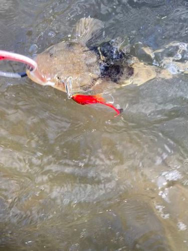 コチの釣果