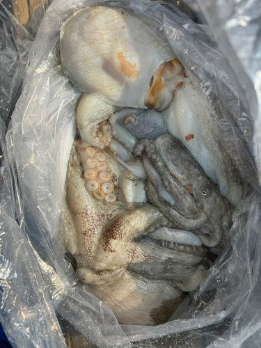 タコの釣果