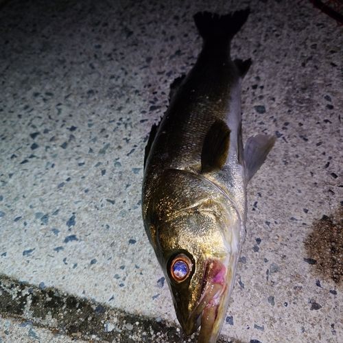 シーバスの釣果