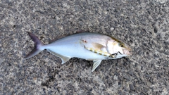 カンパチの釣果