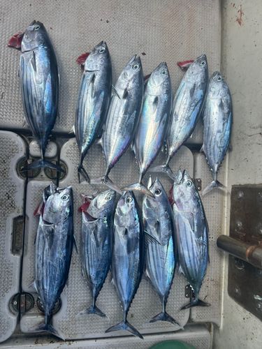カツオの釣果