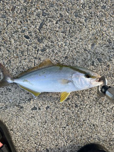 ショゴの釣果