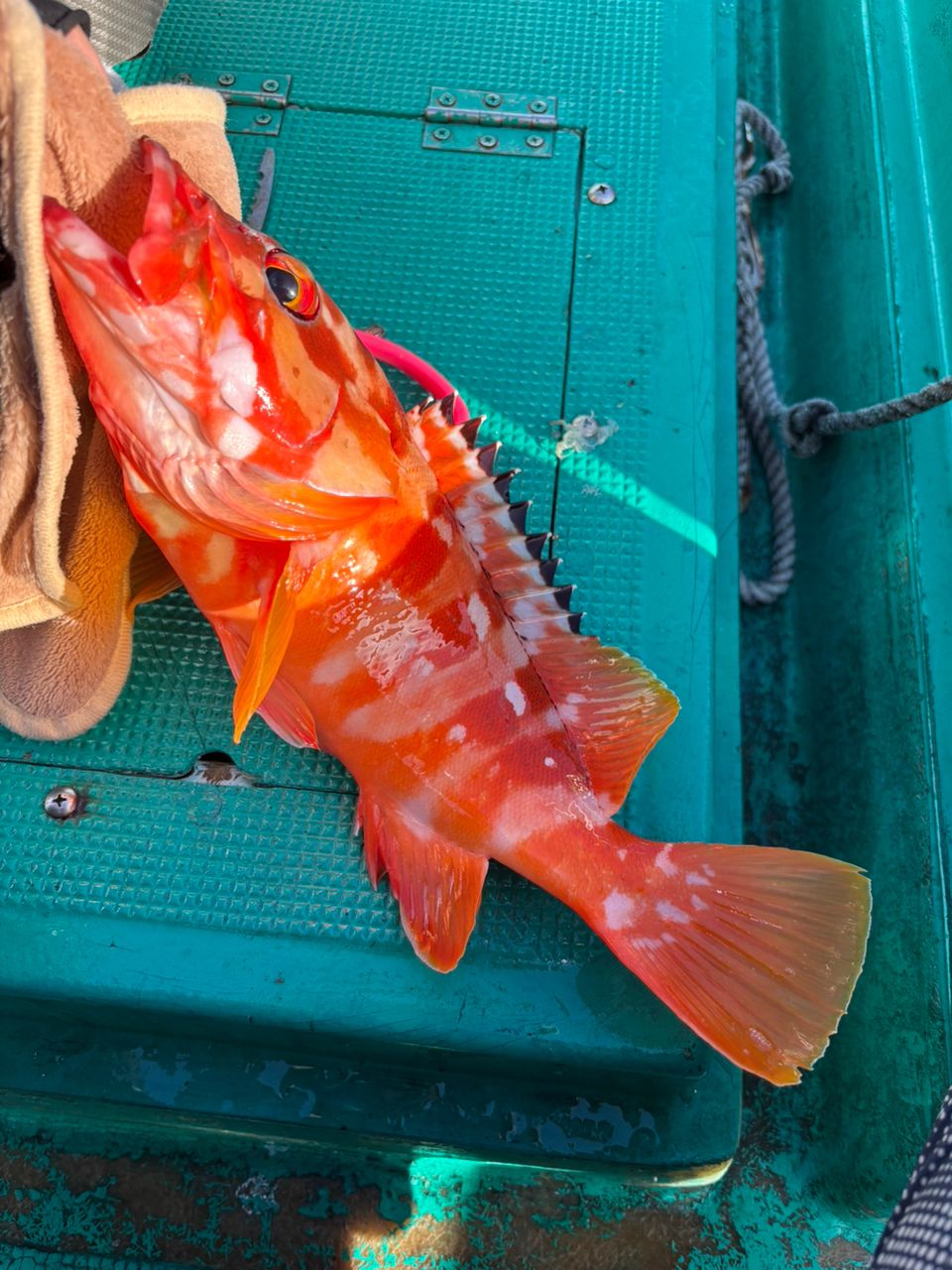 ハイツなかにしさんの釣果 1枚目の画像