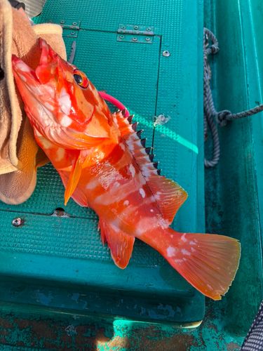 アカハタの釣果