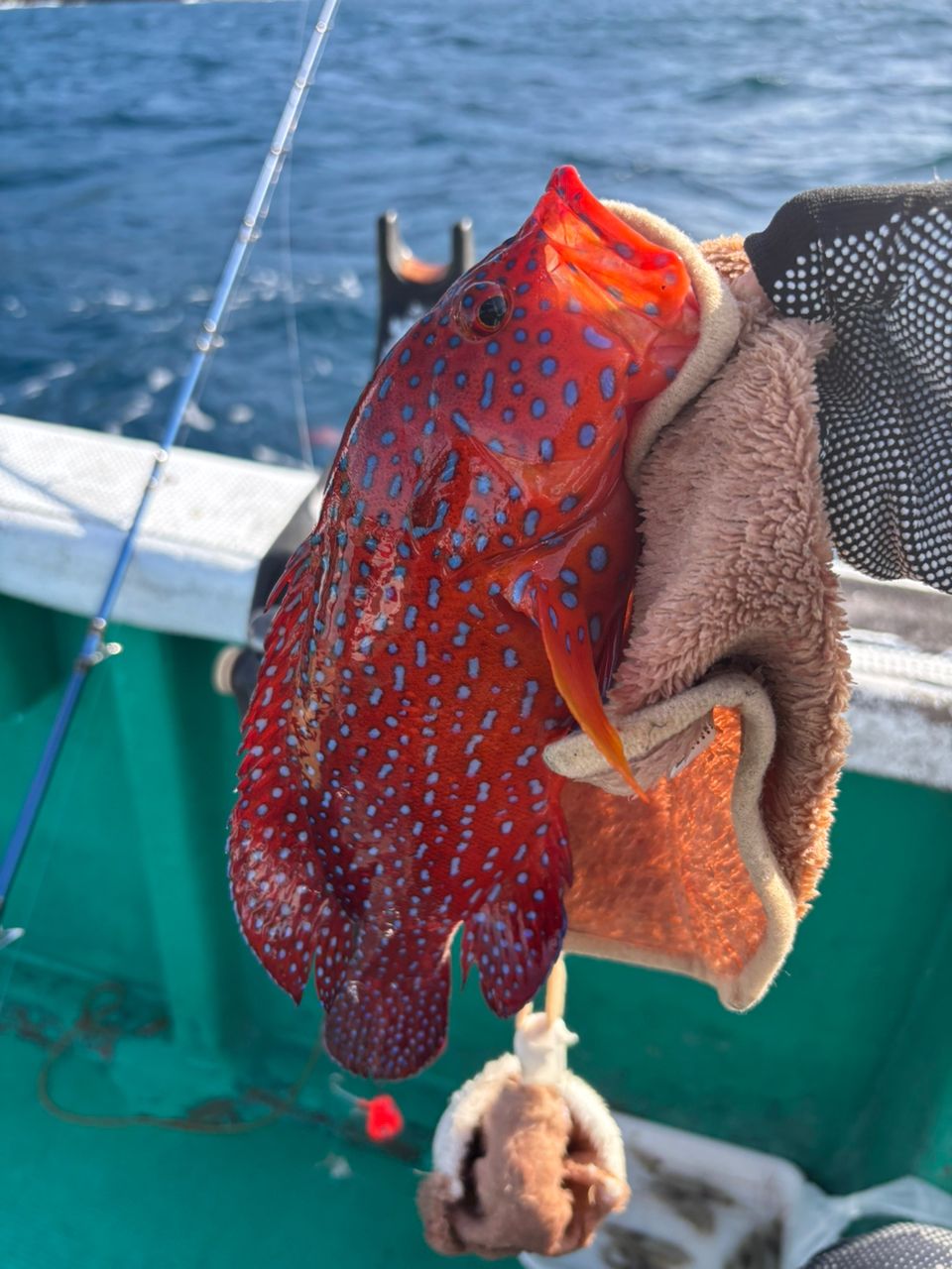 ハイツなかにしさんの釣果 2枚目の画像