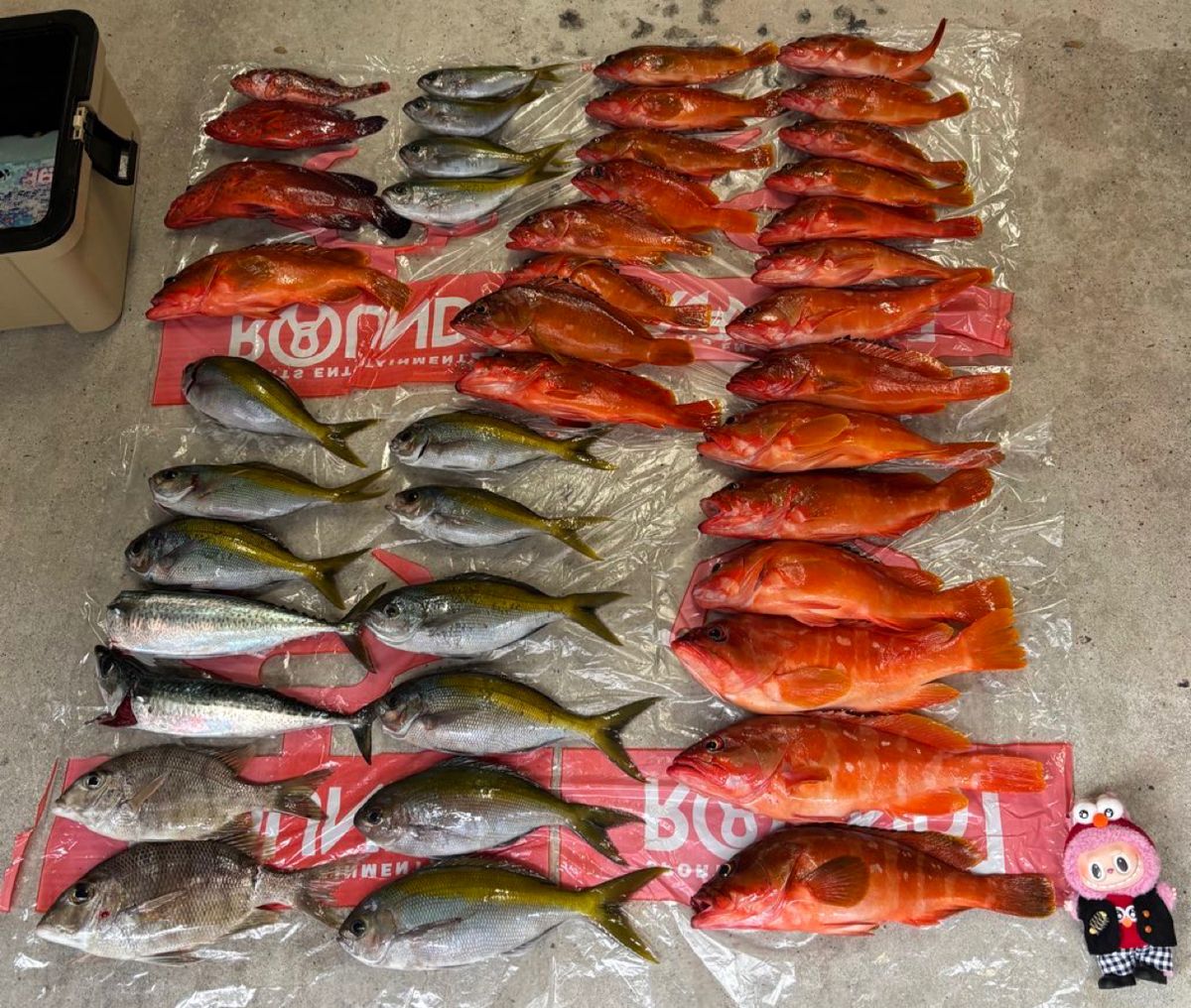 ハイツなかにしさんの釣果 3枚目の画像