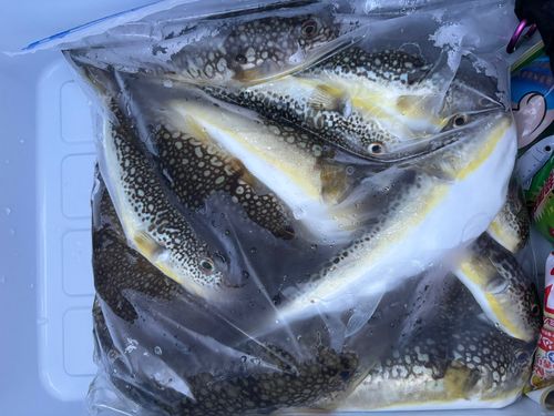 ショウサイフグの釣果