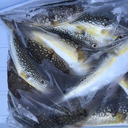 ショウサイフグ