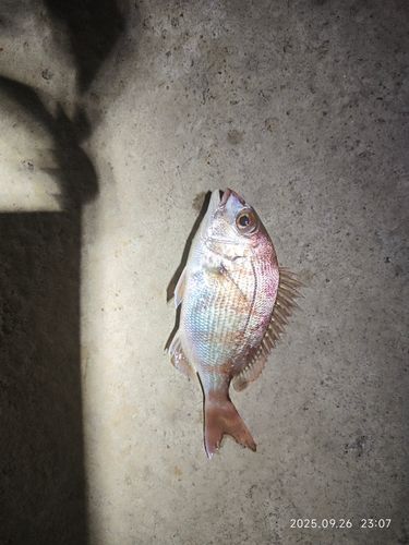 タイの釣果
