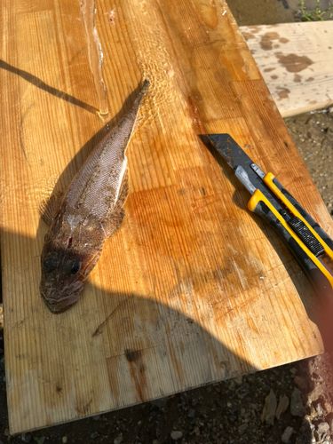 コチの釣果