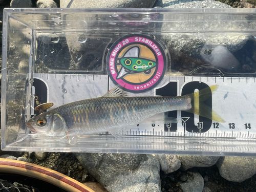 オイカワの釣果