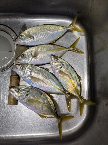 鹿島港魚釣園