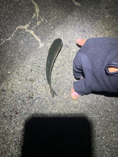 コボラの釣果