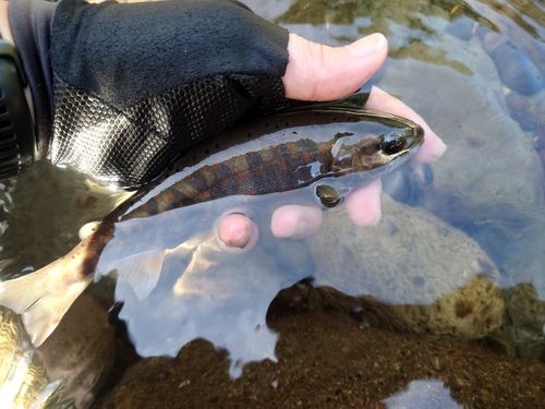 アマゴの釣果
