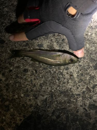 セイゴ（ヒラスズキ）の釣果