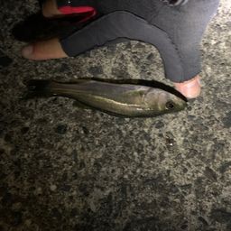 セイゴ（マルスズキ）