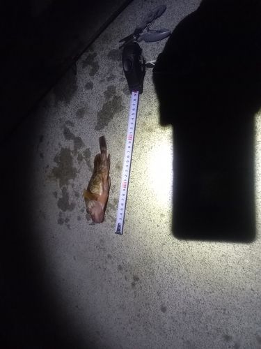 ガシラの釣果