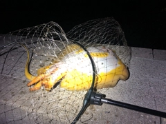 アカエイの釣果