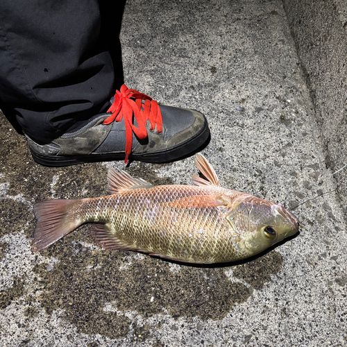 ゴマフエダイの釣果