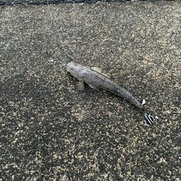 マゴチ