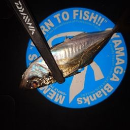 アジ