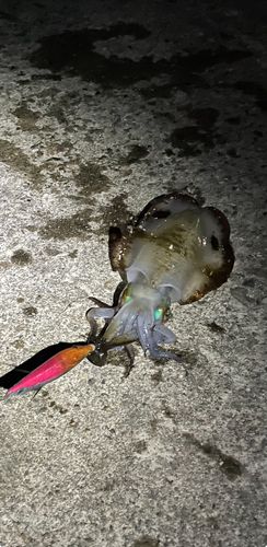 アオリイカの釣果