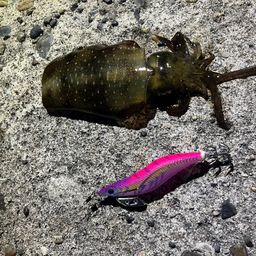 アオリイカ