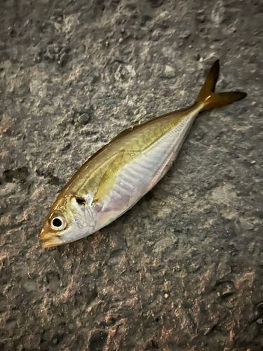 博多湾