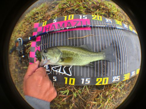 ラージマウスバスの釣果
