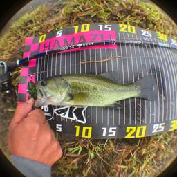 ラージマウスバス