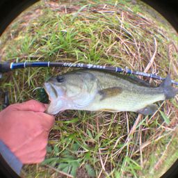 ラージマウスバス