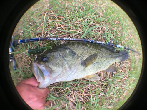 ラージマウスバスの釣果