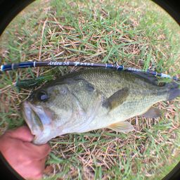 ラージマウスバス