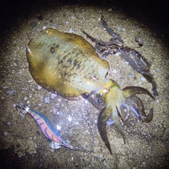 アオリイカの釣果