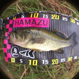 ラージマウスバス