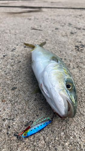 ヤズの釣果