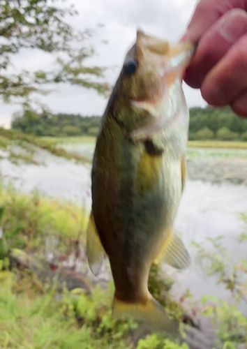 ラージマウスバスの釣果