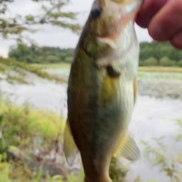 ラージマウスバス