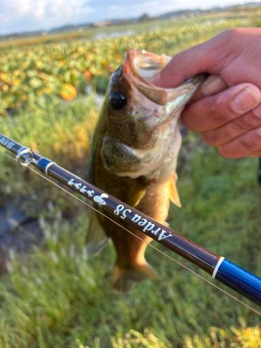 ラージマウスバスの釣果