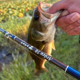 ラージマウスバス