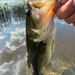 ラージマウスバス