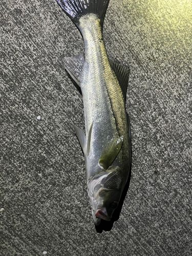 スズキの釣果