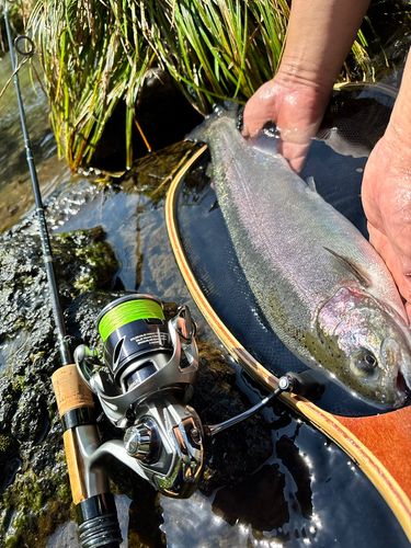 ニジマスの釣果